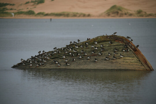 Turnstones on a Shipwreck in Scotland