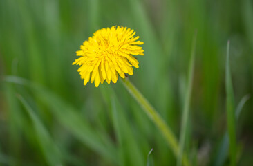 Yellow dandelion in the grass in spring.