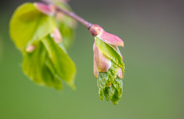 Opening bud on a tree in spring.