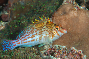 Falco or Dwarf Hawkfish resting on coral and looking at me © Hans Gert Broeder