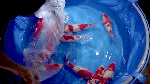 very beautiful and very big massive koi carp fishes in the garden pond for the fengshui and relaxing