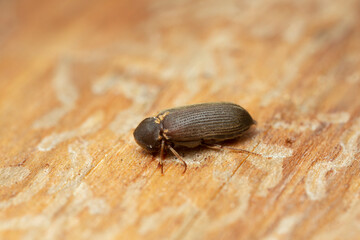 Cacotemnus thomsoni on fir wood, macro photo