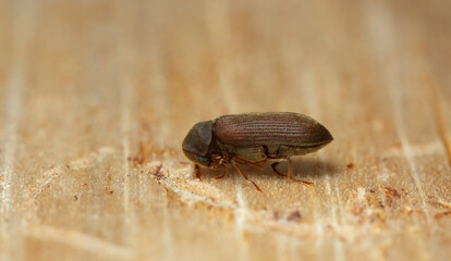 Cacotemnus thomsoni on coniferous wood, macro photo