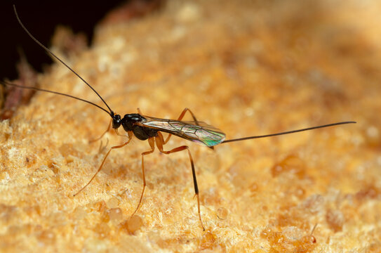 Braconid wasp, Macrocentrus on coniferous wood, macro photo