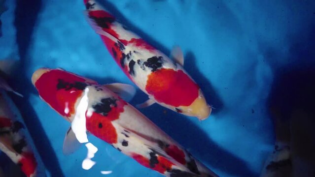 very beautiful and very big massive koi carp fishes in the garden pond for the fengshui and relaxing