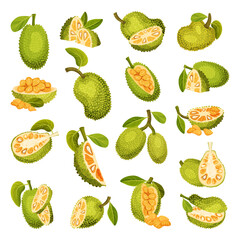 Ripe Bright Green Jackfruit with Seed Coat and Fibrous Core Whole and with Cut Section Big Vector Set