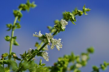 blue sky and flowers - fleurs blanches basilic
