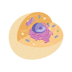 Illustration of animal cell with organelles