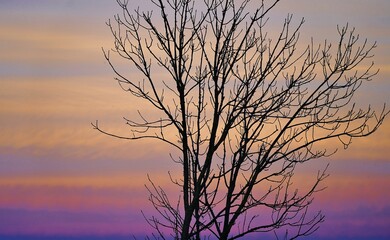 Arbre au couché de soleil - sunset  tree