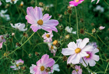 Obraz premium Pink and white daisies in the meadow. Flower blossom on a sunny day in the garden. Blossoming flowers in the spring. Close up