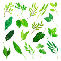 Green Leaves and Branches with Stem Big Vector Set