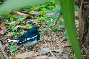 magpie robin in a jungle