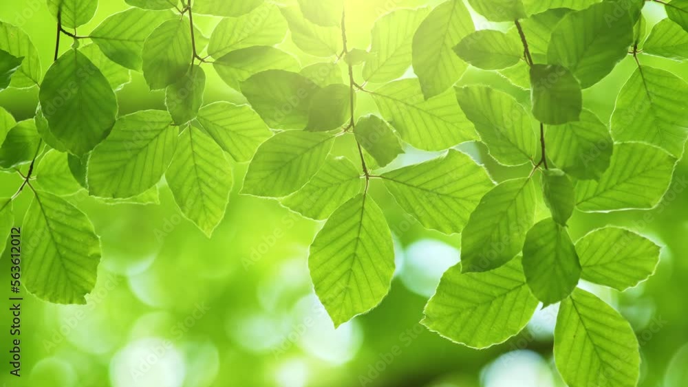 Aufkleber Spring nature coming. Fresh green leaves on tree sway in the wind. Elegant green background of green leaves and bokeh. Green summer abstract background