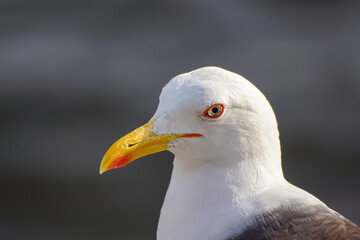 black headed gull