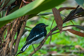 magpie robin in a jungle