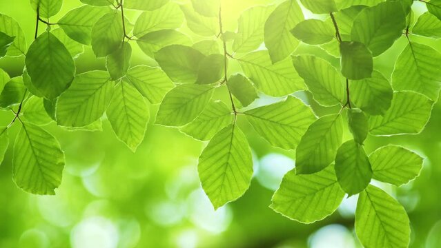 Spring nature coming. Fresh green leaves on tree sway in the wind. Elegant green background of green leaves and bokeh. Green summer abstract background