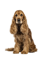 Handsome brown senior Cocker Spaniel dog, sitting up facing front. Looking towards camera. Isolated cutout on a transparent background.