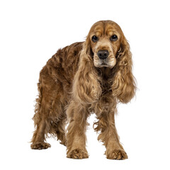 Handsome brown senior Cocker Spaniel dog, standing a bit side ways. Looking towards camera. Isolated cutout on a transparent background.