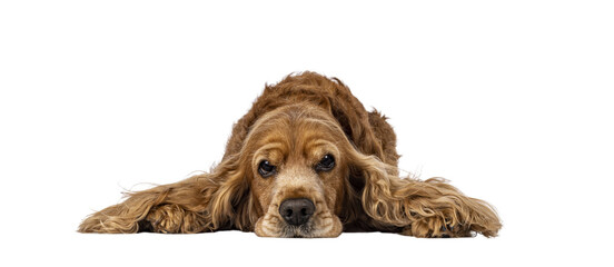 Handsome brown senior Cocker Spaniel dog, laying down facing front. Head down. Looking towards camera with funny annoyed look. Isolated cutout on a transparent background. - obrazy, fototapety, plakaty