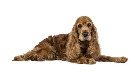 Handsome brown senior Cocker Spaniel dog, laying down side ways. Head up. Looking towards camera....