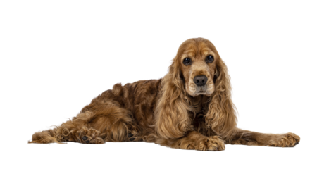 Handsome brown senior Cocker Spaniel dog, laying down side ways. Head up. Looking towards camera. Isolated cutout on a transparent background.