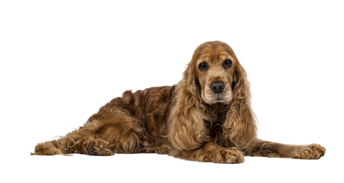 Handsome brown senior Cocker Spaniel dog, laying down side ways. Head up. Looking towards camera. Isolated cutout on a transparent background.