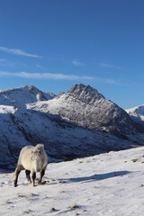 Naklejka premium Snowdonia tryfan carneddau glyderau winter wales 