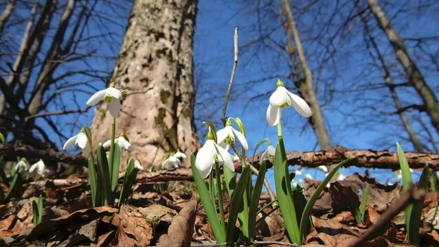 Early spring flowers Leucojum vernum in spring forest close up. Beautiful blooming of white snowflake flowers. Delicate flowers sway slightly in the wind.