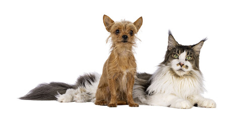 Tiny Chiwawa dog sitting in front of Laying down big Maine Coon cat. Both looking towards camera. isolated cutout on a transparent background.