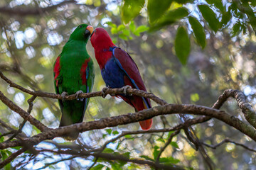 Eclectus parrots (Eclectus roratus) courting while roosting on a tree branch. They are native to Northeast Australia.