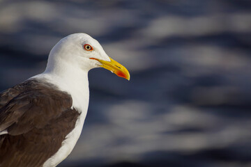 seagull on the rock