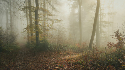 an interesting crossroads of a forest trail with lots of fog and a bit of sunshine peaking through