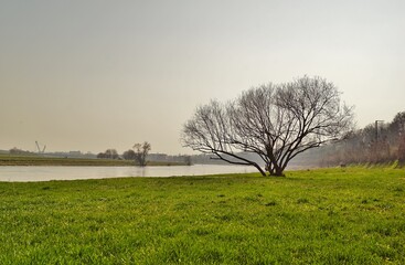 Ein Baum an der Elbe
