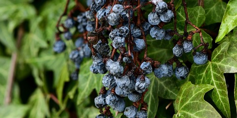Owoce pnącza winobluszczu pięciolistkowego (Parthenocissus quinquefolia), zwanego popularnie dzikim winem, zimą na tle liści. Płytka głębia ostrości