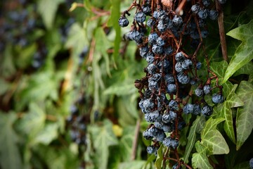 Owoce pnącza winobluszczu pięciolistkowego (Parthenocissus quinquefolia), zwanego popularnie dzikim winem, zimą na tle liści