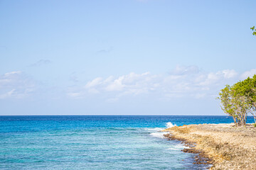 beach with trees