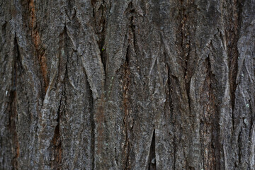 wood, texture, wooden, pattern, brown, surface, old, 