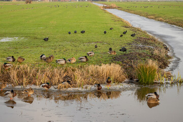 Typical Dutch  flat Netherlands ducks in field surrounded by canal water is part of a flood management system for the polder which is land reclaimed from the sea and converted into arable farm fields