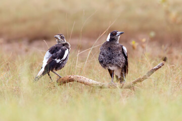 Two Australian magpies (Gymnorhina tibicen) perched on a branch in a salt marsh. Kingscliff, NSW, Australia. 