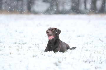 Labrador spielt im Schnee