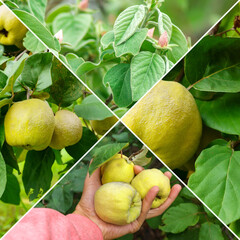 Quince fruits grow on quince tree with green foliage in autumn garden, collage, banner, square