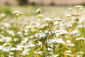 Yarrow Achillea blooms in the wild among grasses. Medical herb. Beautiful field of white wild flowers © Alwih