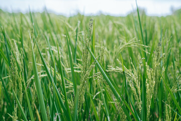Close-up shot of green or unripe rice or paddy in the field