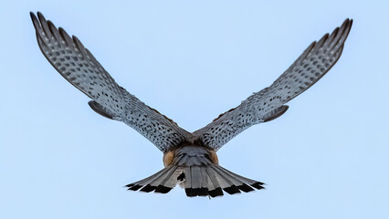 Turmfalke im Winter, Falke