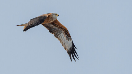 Turmfalke im Winter, Falke