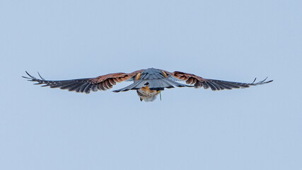 Turmfalke im Winter, Falke