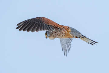 Turmfalke im Winter, Falke