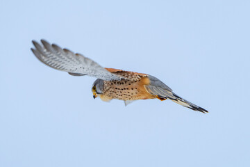 Turmfalke im Winter, Falke