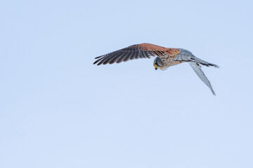 Turmfalke im Winter, Falke