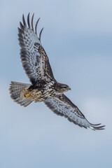 Mäusebussard im Flug, im Winter